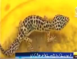 10 to 15 Crore Price of One Poisonous Lizard found in the Mountains of Thatha - People Started Catching Them to Become Rich