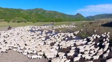 170,000 heads of livestock on way back to summer pasture in China's Inner Mongolia