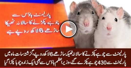 430 Rats Caught in Last Seven Months From Parliament, One Rat Caught From PM House