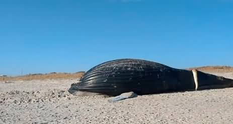 A 35-foot long giant whale was found dead on Lido Beach in Nassau County, New York