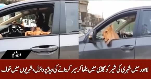 A Citizen Roaming With A Lion Cub In His Car On Roads Of Lahore