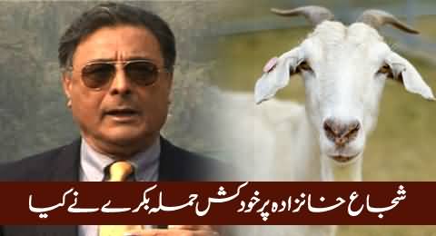 A Goat Was Used For Suicide Attack on Shuja Khanzada - Investigative Report