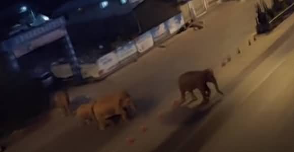 A Herd of Escaped Elephants Caused Destruction in South-Western China