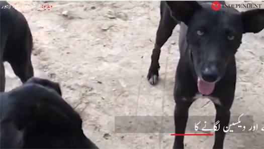 A Project by Punjab Govt to Reduce Population of Stray Dogs by Neutering