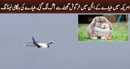 A US plane makes emergency landing after rabbit founded in engine