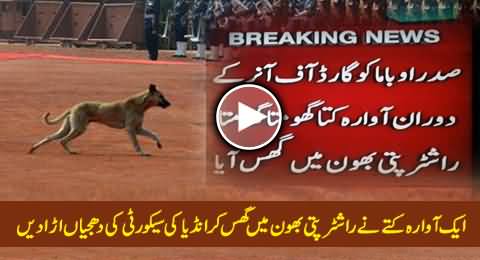 A Wandering Dog Exposed Indian Security During Barack Obama's Visit, Exclusive Video