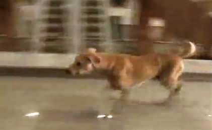 A Wild Dog Entered in Sindh Assembly's Old Historic Building