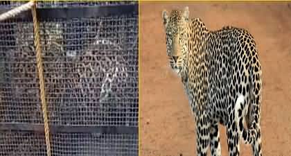 Abbottabad: Wildlife department captures leopard that killed animals in the town