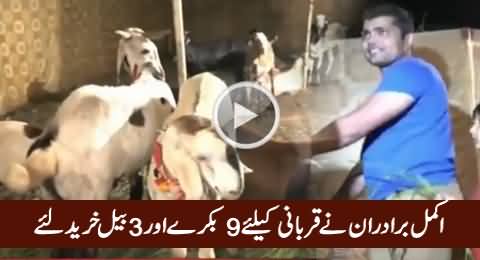 Akmal Brothers Ne Qurbani Ke Liye 9 Bakrey Aur 3 Bail Khareed Liye