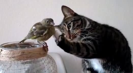 Amazing: Cute Cat Caught Petting Little Bird