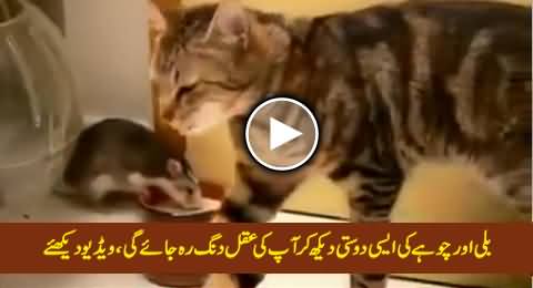 Amazing Friendship Between Cat & Mouse, You Will Be Astonished After Watching This Video