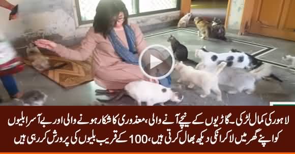 Amazing Girl of Lahore, Takes Care of Injured And Helpless Cats At Her Home