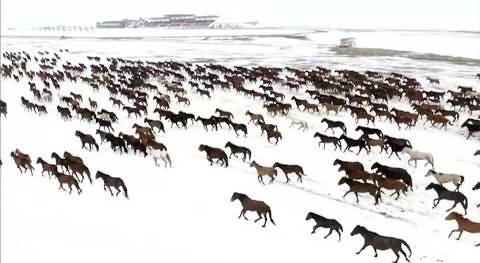 Amazing scene: hundreds of horses leaving their barns in time for spring in China