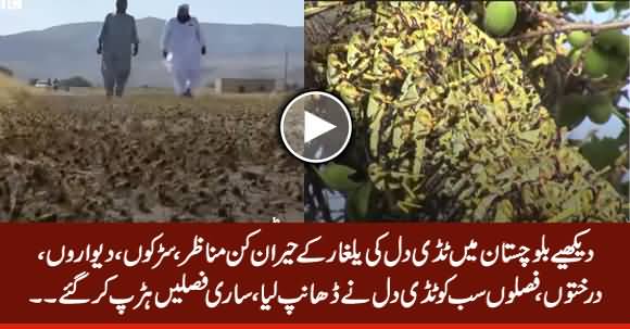 Amazing View of Locusts in Balochistan, Everything Covered By Locusts