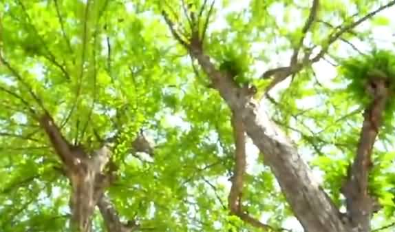 Amla: The Indian Gooseberry | Beautiful & Beneficial Tree | Native Pedon Ki Chhaon