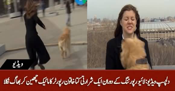 Amusing Scenes During Live Reporting As A Dog Snatches Microphone From Female Reporter