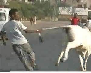 Angry cattle gone out of control on the Streets of Karachi