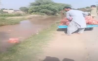 Angry With Tomatoes, Youngster Throws 40Kg Tomatoes In Canal