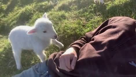 Animal love for human: cute lamb wants attention from his owner