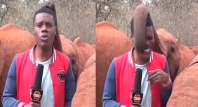 Baby elephant interrupts reporter's piece to camera, video goes viral