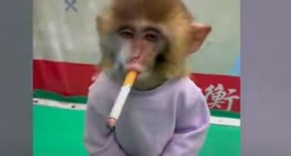 Baby Monkey Forced to Smoke Cigarette For 'Public Health Campaign'