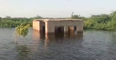 Badin cotton crop worth millions completely destroyed in floods