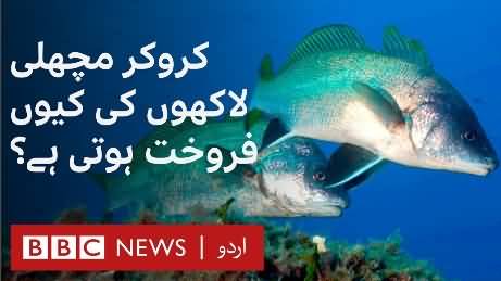 Balochistan: Why is the Rare Croaker Fish Sold for Millions?