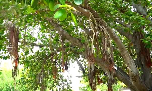 Banyan: The Most Beautiful Tree, Symbol of Longevity, Immortality | Native Pedon Ki Chhaon Mein