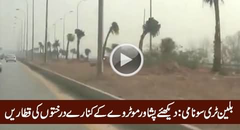 Billion Tree Tsunami: Plantation Along Motorway in Peshawar, Exclusive Video