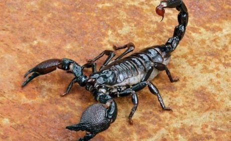 Black scorpion is more expensive than gold, people of sindh earning millions by selling scorpions