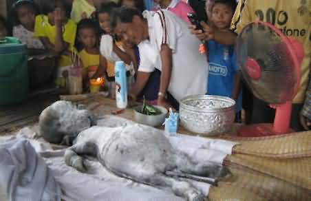 Buffalo Gave Birth to a Human Baby in Thailand - Strange Incident