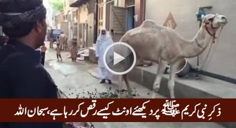 Camel Dancing on The Naat of Holy Prophet Hazrat Muhammad (PBUH), Subhanallah