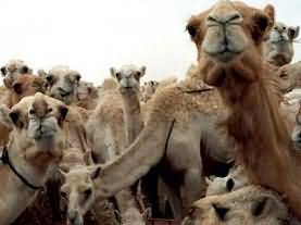 Camel Meat is useful for so many diseases - Qahira Research Centre