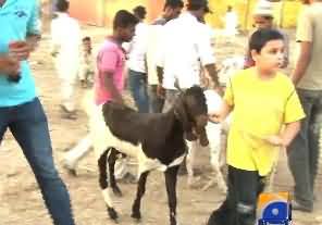 Children Eid Celebration in Pakistan with the Animals of Qurbani