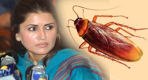 Cockroach Recovered From the Tomato Ketchup of Shazia Marri in Cafeteria