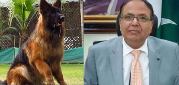 Commissioner Gujranwala Ka Gumshuda Kutta Mil Gaya