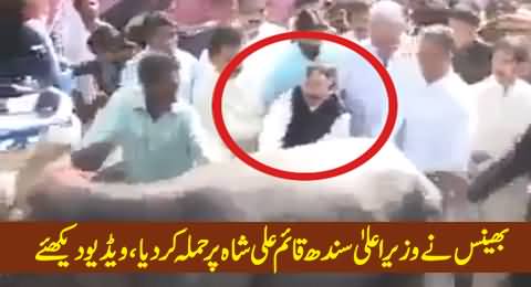 Cow Attacked CM Sindh Qaim Ali Shah, When He Tried To Touch Her