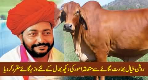 Cow Minister Appointed in Indian State Rajasthan to Handle Cow Related Issues