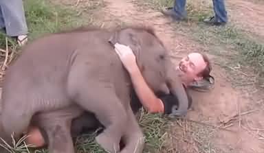 Cute baby elephant having fun with tourists