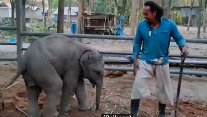 Cute baby elephant teasing his caretaker during work