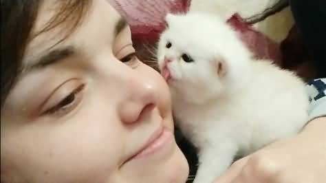 Cute tinny kitten kisses the girl and expresses his love