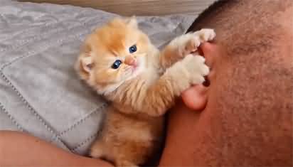 Cute tiny kitten playing with the ear of man