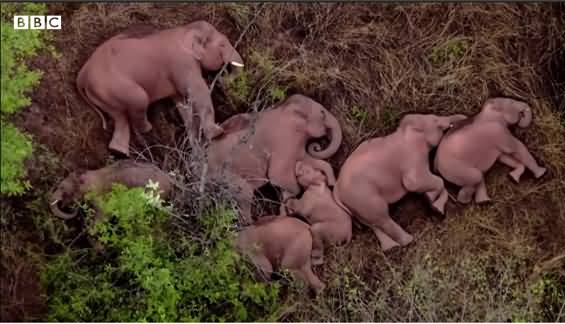 Cute Video of Elephants Sleeping After A Long Journey in China