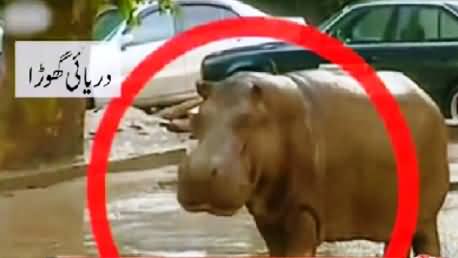 Dangerous Zoo Animals Wandering on Roads Due to Flood in Georgia
