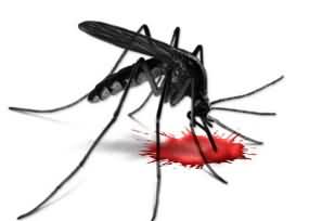 Dengue becoming worst in Sawat - 2 More Dead - Death Toll hits 35 From Dengue