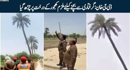 DG Khan: The accused climbed on a palm tree to avoid arrest