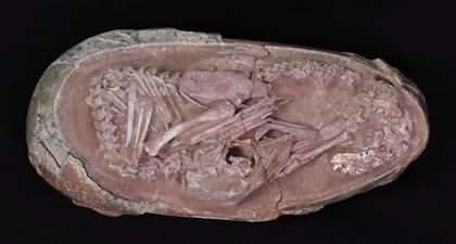 Dinosaur egg containing perfectly preserved embryo discovered