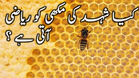 Do honey bees know mathematics? amazing facts about honey bees math knowledge
