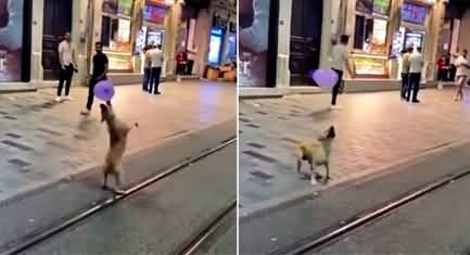 Dog playing with balloon on road, video goes viral on social media