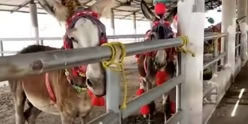 Donkeys Farm House Established in Okara By Punjab Govt, Donkeys Will Be Exported From Here